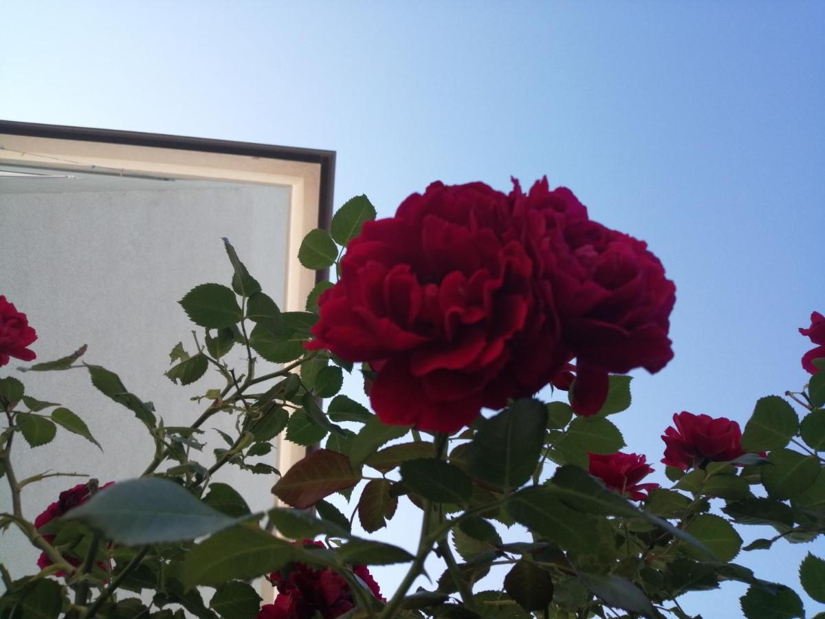 Lea Apartment Rovinj Bagian luar foto
